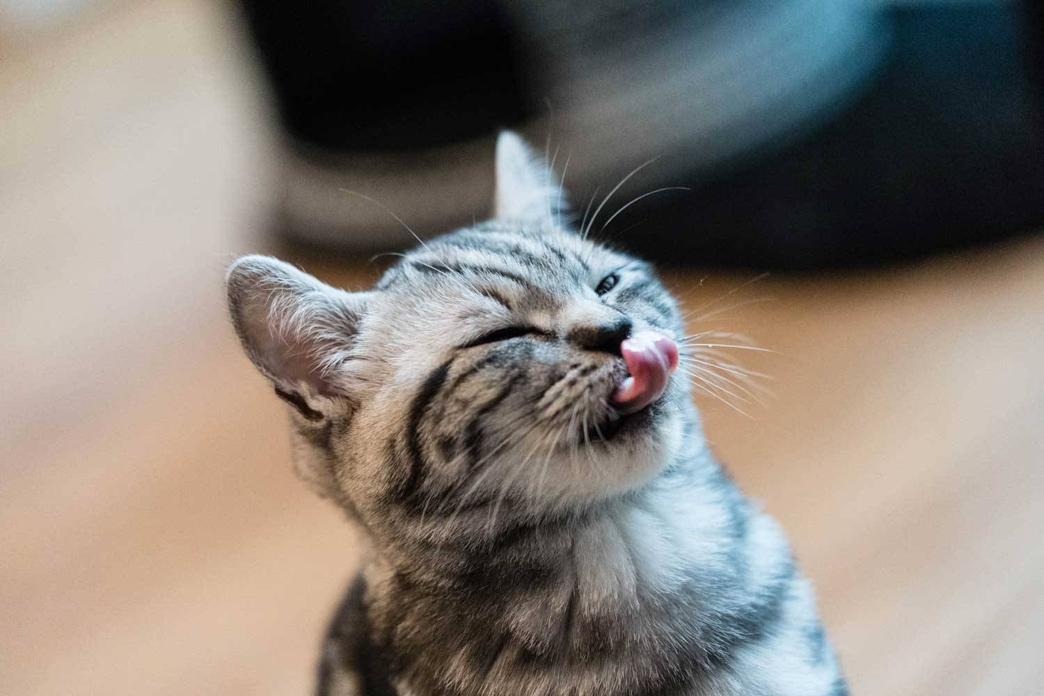 kaciu-mityba-pagal-amziu