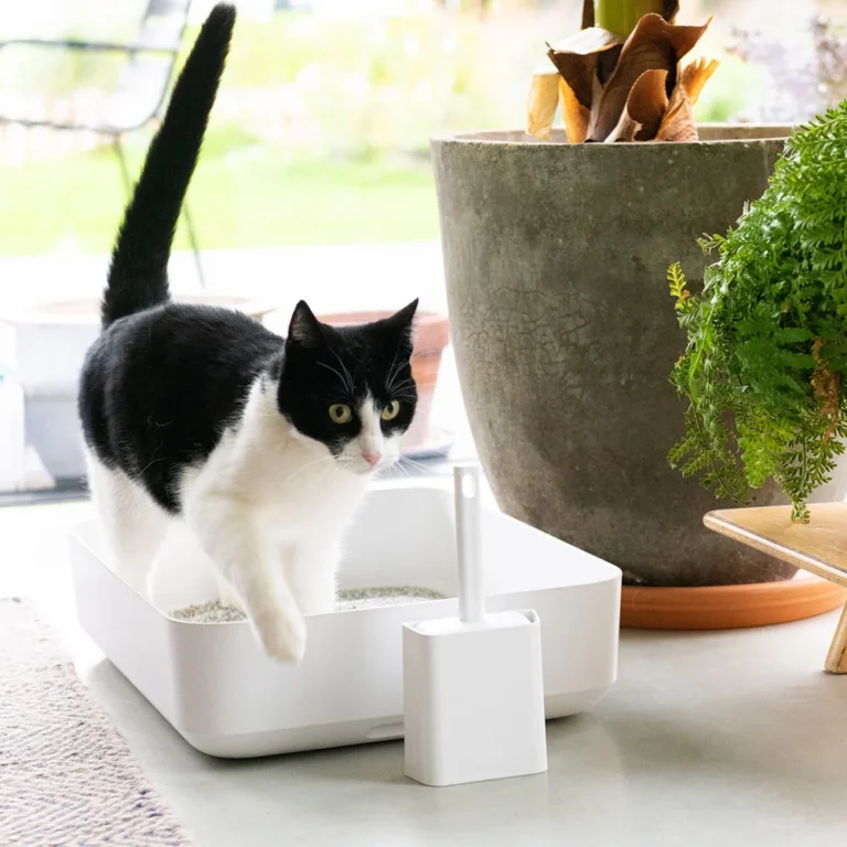 katė išeina iš Hoopo POH litter box kačių tualeto su kraiko semtuvėliu