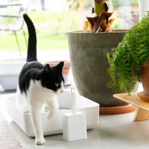 katė išeina iš Hoopo POH litter box kačių tualeto su kraiko semtuvėliu