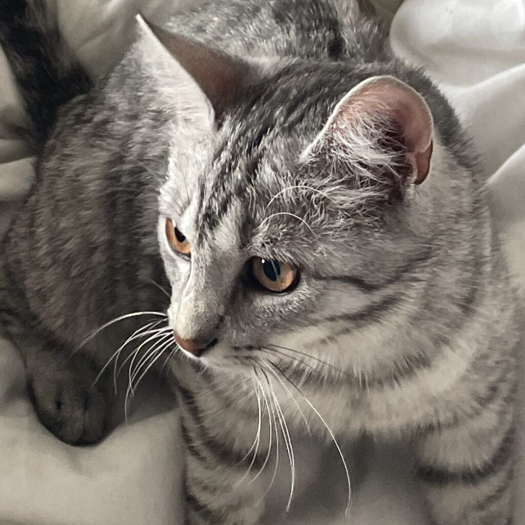 Yaga kitten portrait