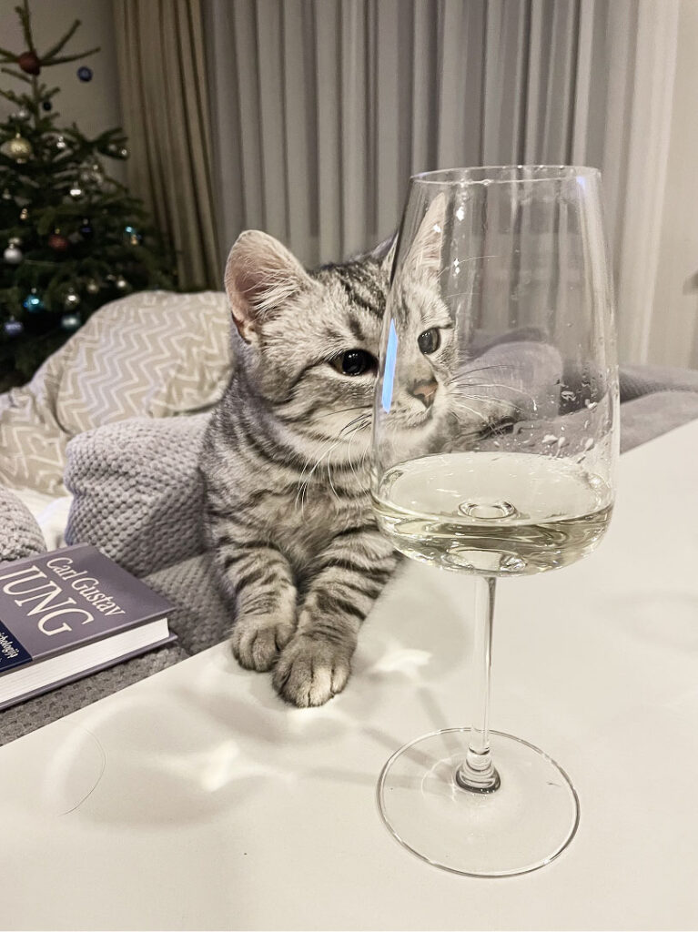 petkit maisto dozatorius