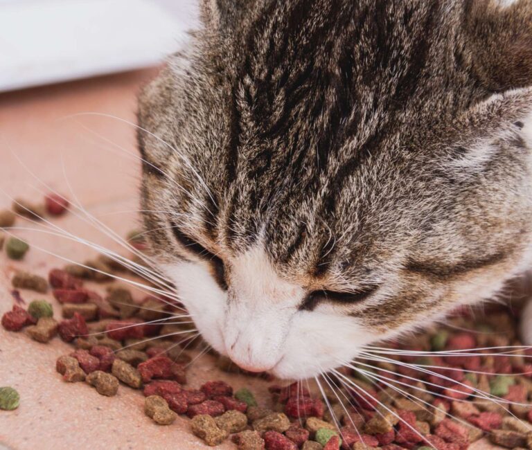 baltymu-saltiniai-katems