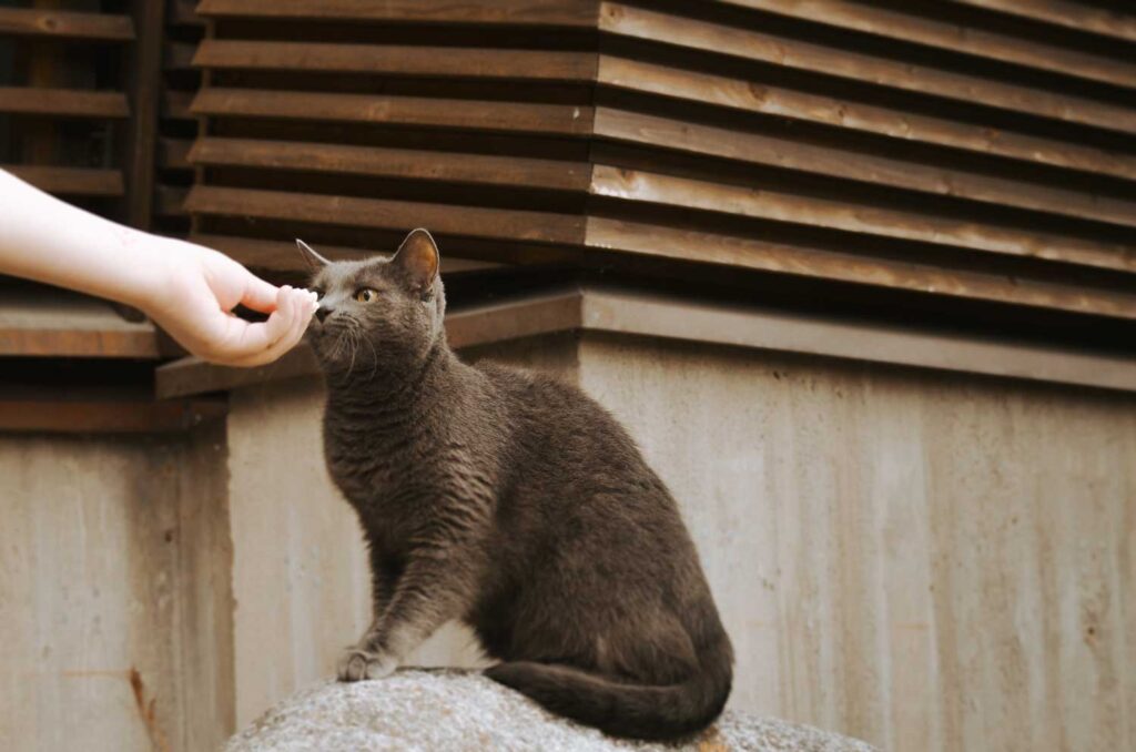 begrude-mityba-katei