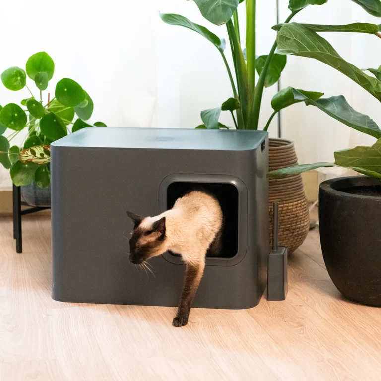 Katė išeina iš Hoopo Dome kačių tualeto