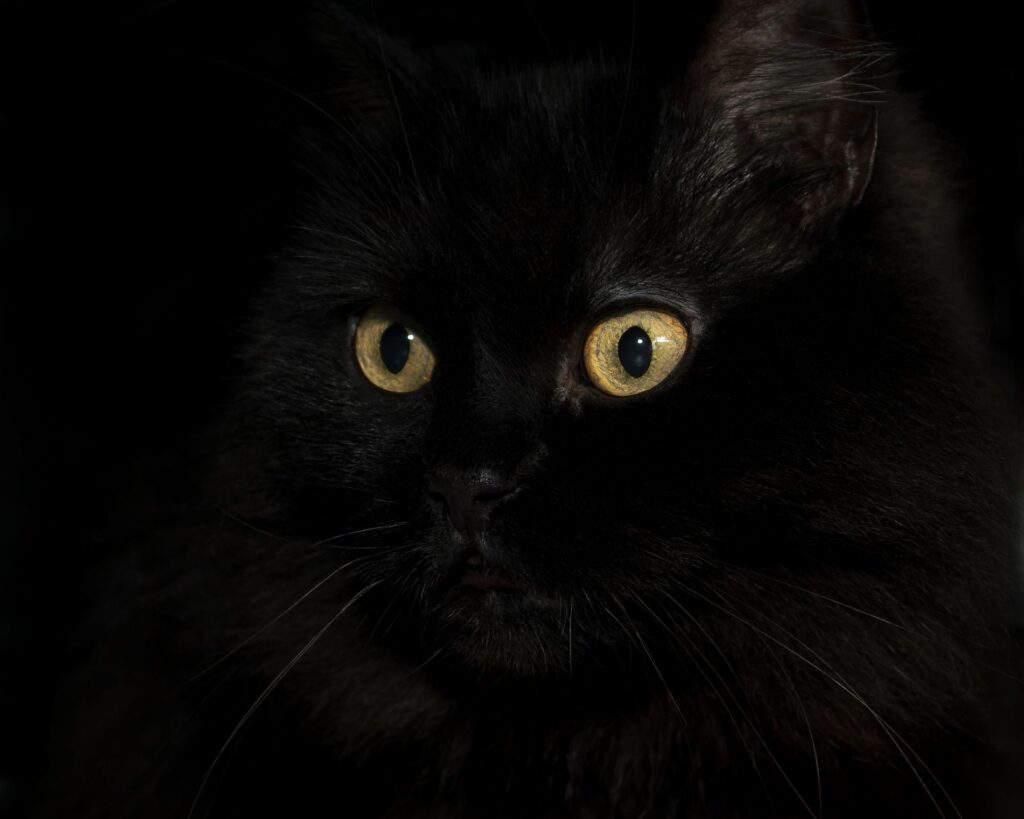 individualizuota-kaciu-mityba