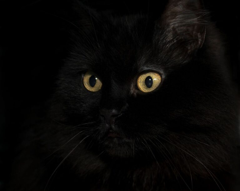 individualizuota-kaciu-mityba