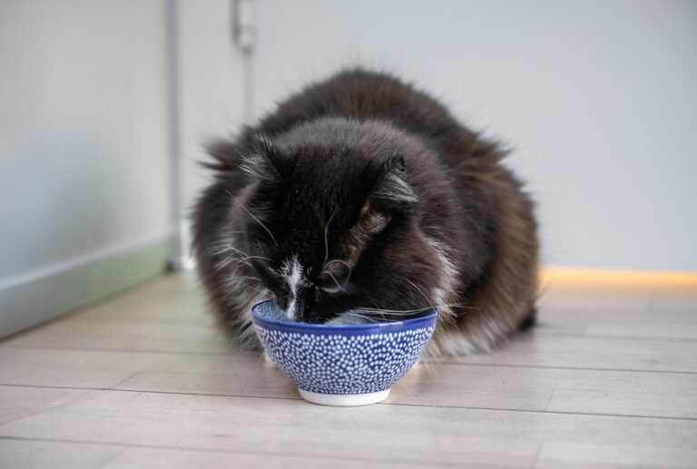 kačių mitybos įvairovė