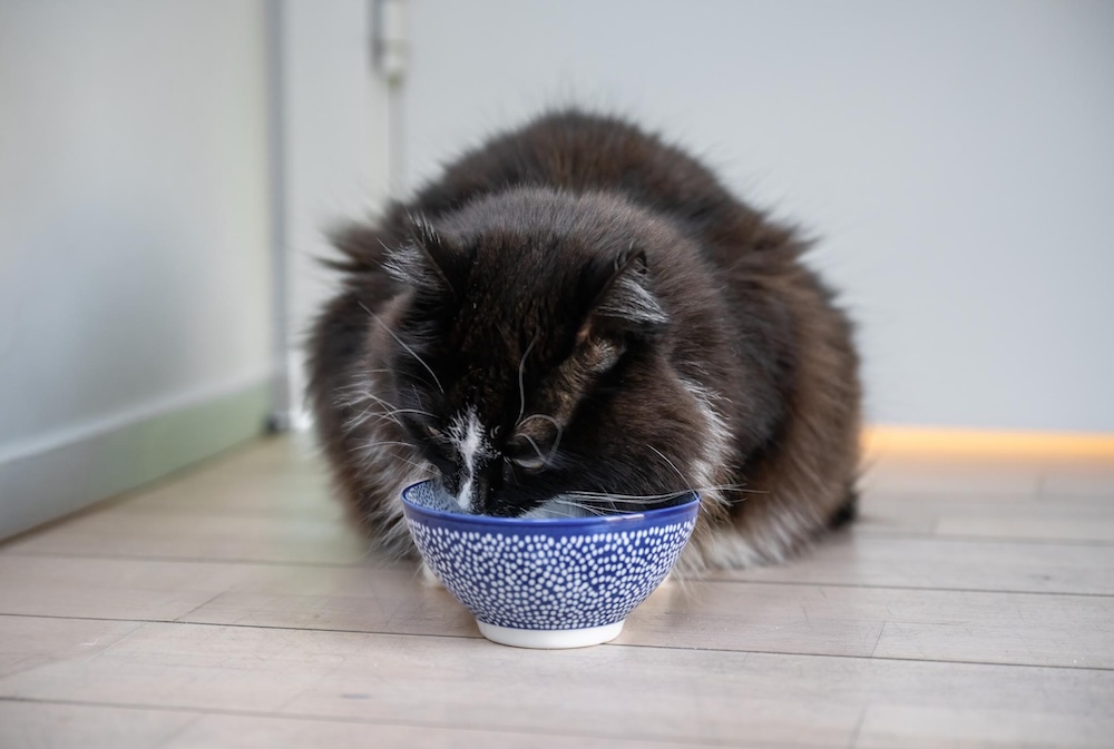 kačių mitybos įvairovė