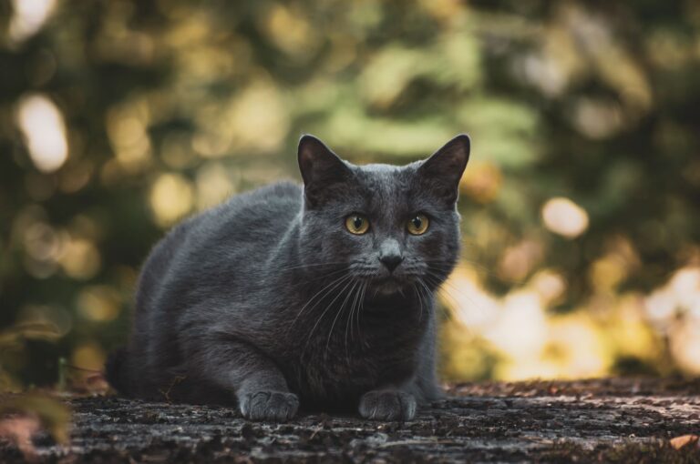 kaciu-mitybos-klaidos