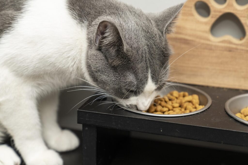 Kačių virškinimas ir tinkamai parinkta mityba