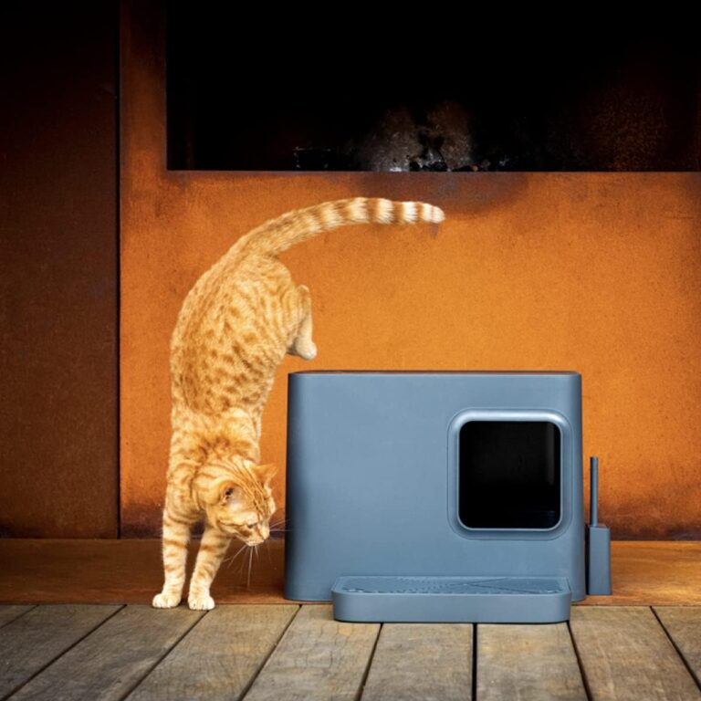 kates-privatumo-poreikis-tualete