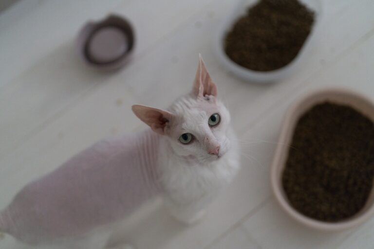 kates-sotumo-signalai