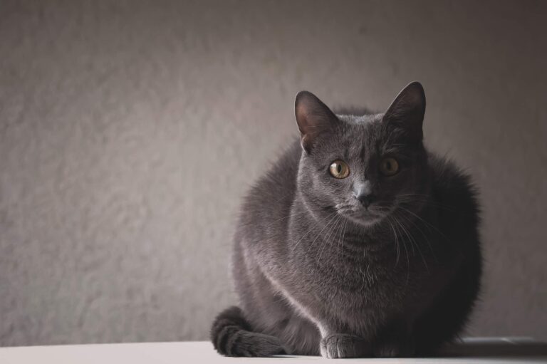 kokybiskas-maistas-pagal-sudeti