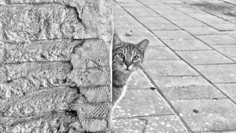 mityba-po-sterilizacijos