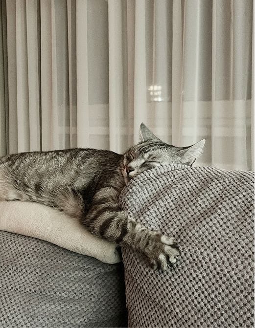 Mūsų katinas jaukiai miega ant sofos ir įkvepia kurti prekes augintiniams