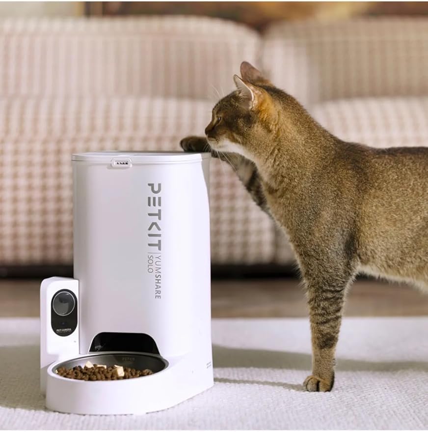 netolygus-kates-apetitas-rutina