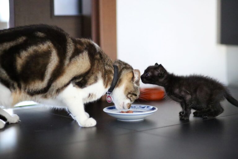 raciono keitimas katei